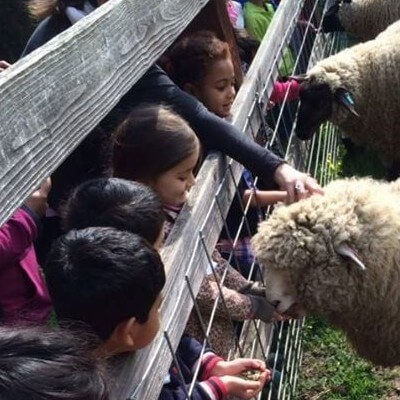Sheep Excursion